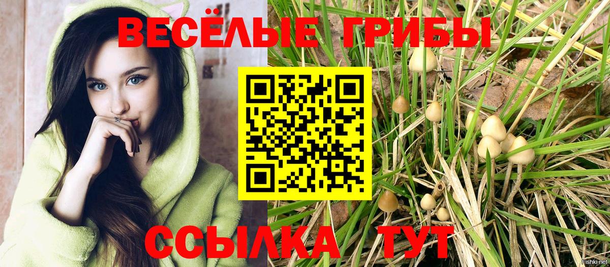 Псилоцибиновые грибы Psilocybine cubensis Калининград